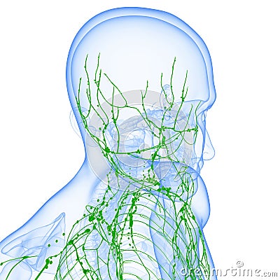 Lymphatic system of male body isolated with white