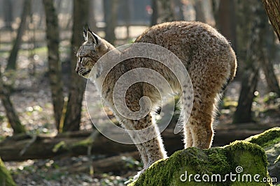 Lynx - cat s arched back