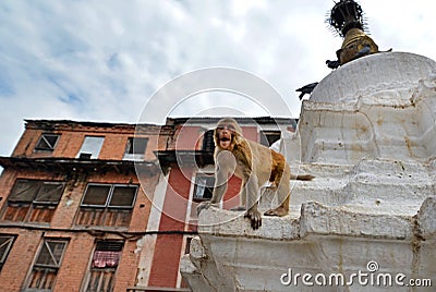 Macaque at Swayambhunath Monkey temple, Nepal