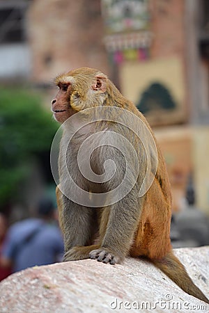 Macaque at Swayambhunath Monkey temple, Nepal