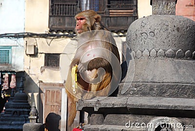Macaques ape eating banana-Monkey Temple-Kathmandu