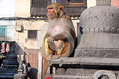 Macaques ape- Monkey Temple - Kathmandu - Nepal