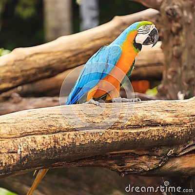 Macaw birds