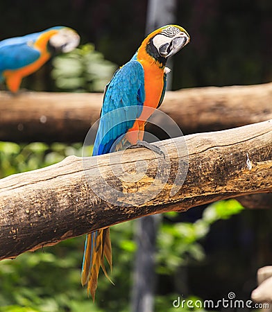 Macaw birds