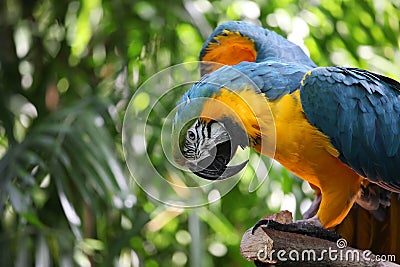 Macaw parrot with yellow and blue feathers