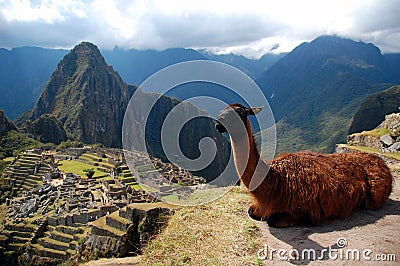 Machu Picchu and the Lama