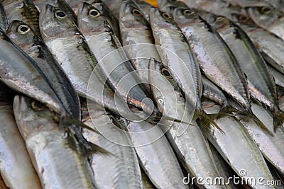 Mackerel Fish