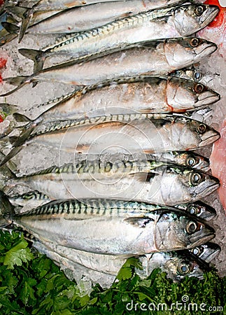 Mackerel fish