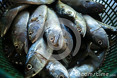 Mackerel fish