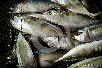 Mackerel fish