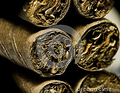 Macro of brown dry cigarettes or cigarillo as addiction concept