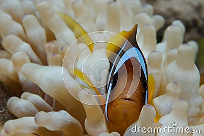 Macro of Clownfish