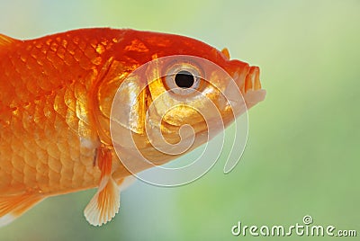 Macro of gold fish