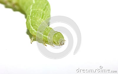 Macro of green caterpillar