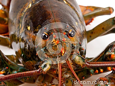 Macro of living lobster