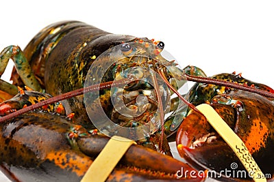 Macro of living lobster