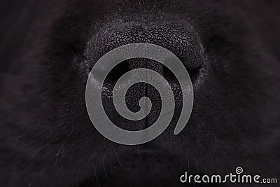 Nose of a black labrador retriever puppy dog