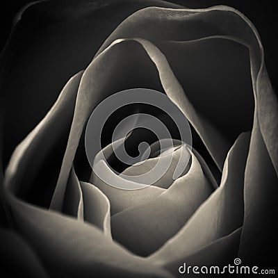 Macro Rose