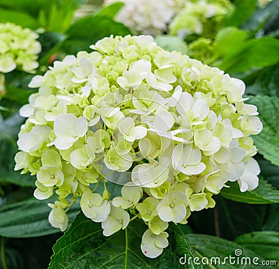 A macro shot of a hydrangea bloom