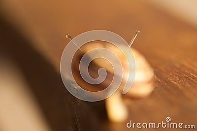 Macro Snail Antennae