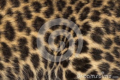 Macro of a Spotted Leopard cub s fur - Panthera pardus