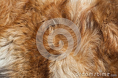 Macro Wool red dog