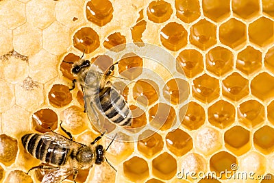 Macro of working bee on honeycells.