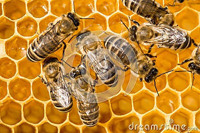 Macro of working bee on honeycells.