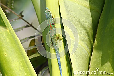 Madagascar day gecko (Phelsuma madagascariensis)