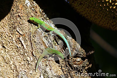 Madagascar day gecko (Phelsuma madagascariensis)