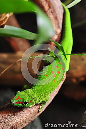 Madagascar day gecko