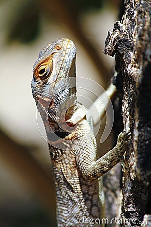 Madagascar Spiny Tailed or Collared Lizard (Oplurus cuvieri)