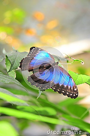 Magical blue Morpho butterfly - wings opened