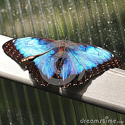 Magical blue Morpho butterfly - wings opened