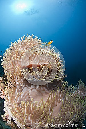 Magnificent anemone in an underwater scene.