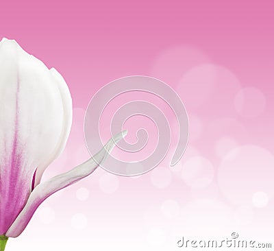 Magnolia flower on pink background