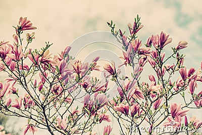 Magnolia Flowers Against a Cloudy Blue Sky - Retro