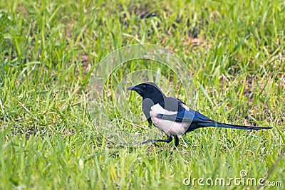 Magpie on a walk