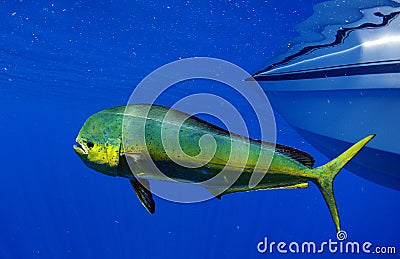 Mahi mahi or dolphin fish