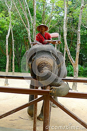 A mahout in charge of elephant waiting for passengers at the Siam Safari Elephant Camp in Phuket, Thailand