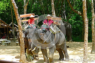 A mahouts in charge of elephants waiting for passengers at the Siam Safari Elephant Camp in Phuket, Thailand