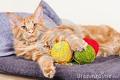 Main Coon cat with balls of wool