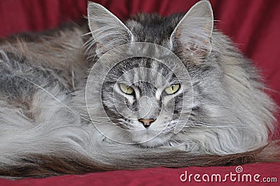 Maine Coon cat