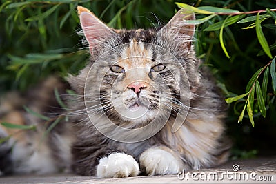 Maine coon cat