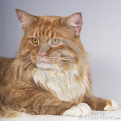 Maine Coon cat face