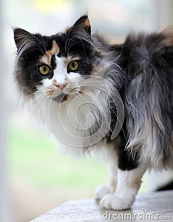 Maine coon cat