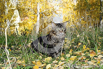 Maine coon cat in the forest in autumn