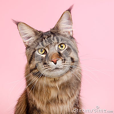Maine coon cat on pastel pink
