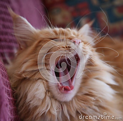 Maine Coon cat yawning