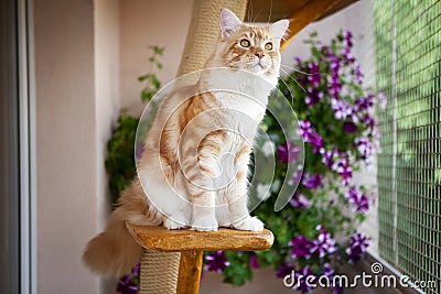 Maine Coon Kitten sitting on the scratching post